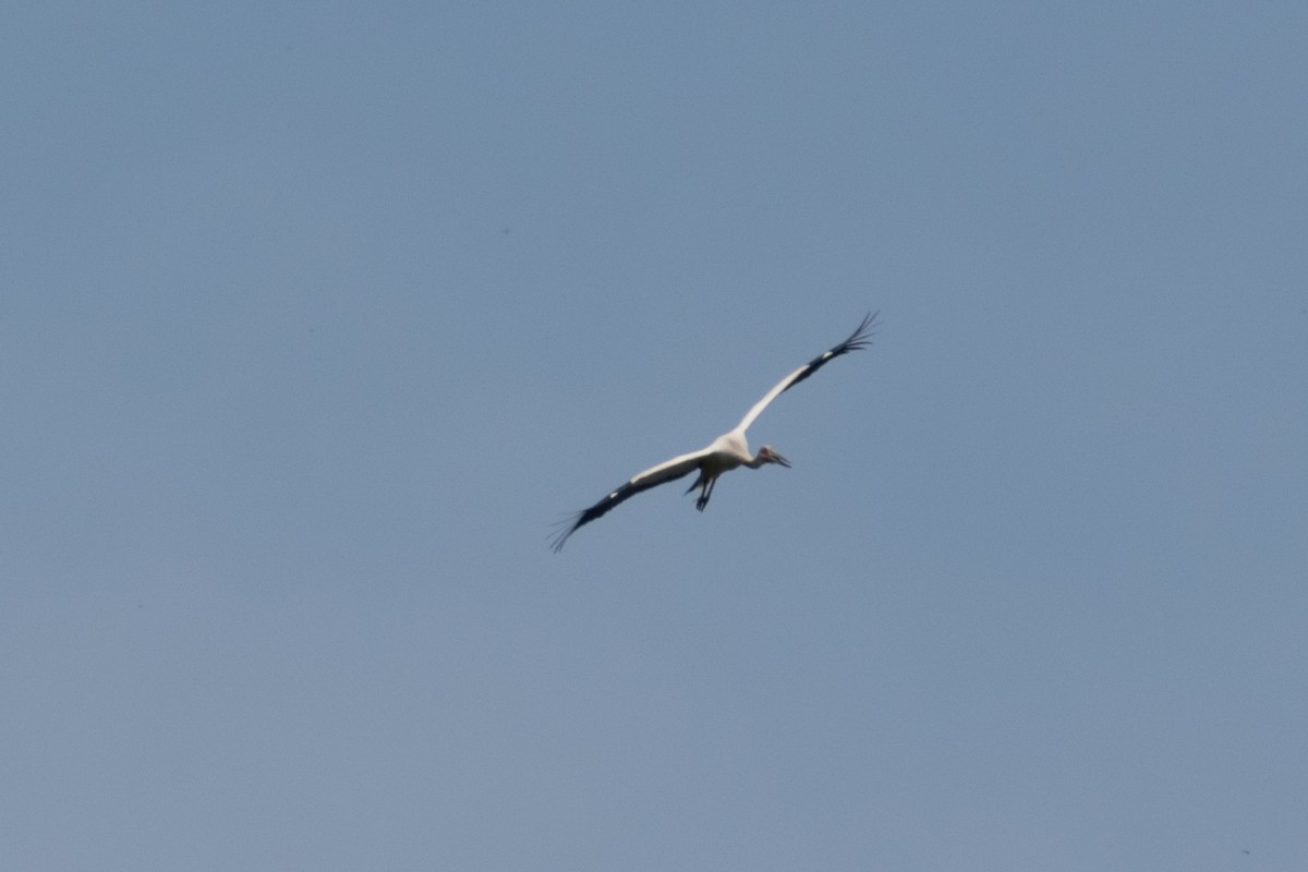 Американский аист - ML646662479