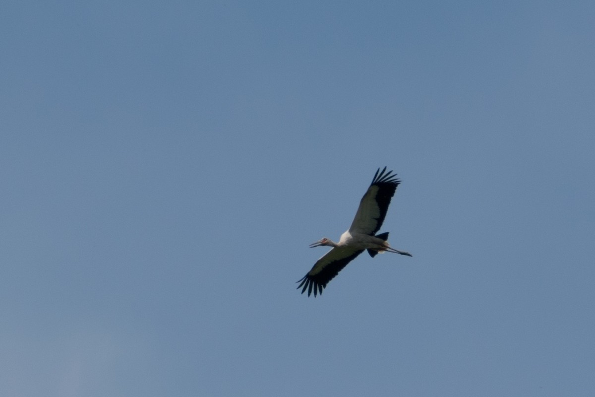 Американский аист - ML646662480