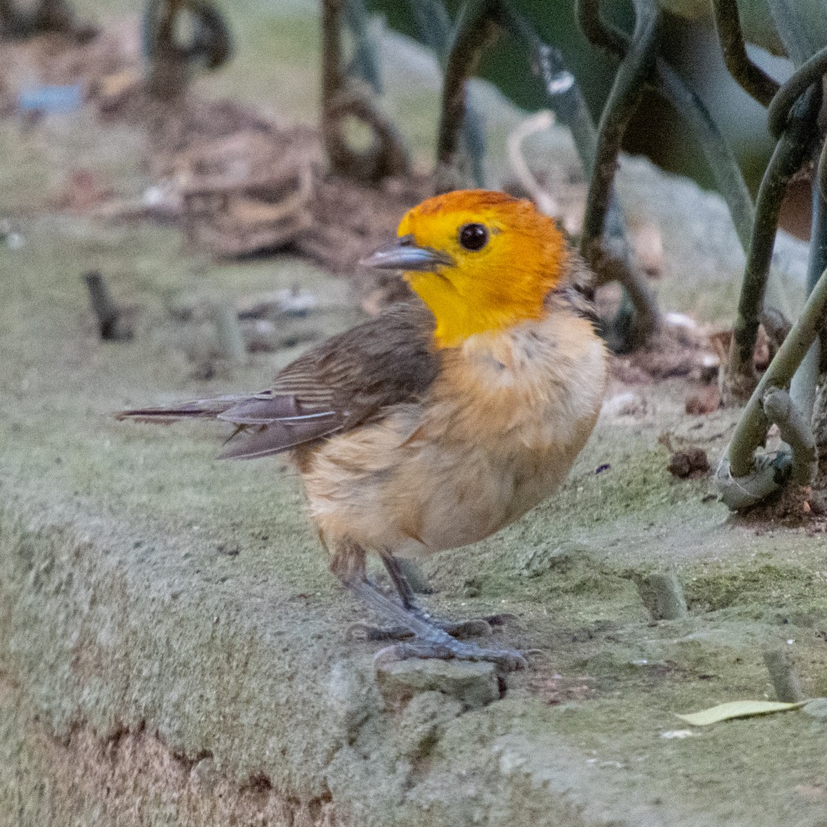 Orange-headed Tanager - ML646662481