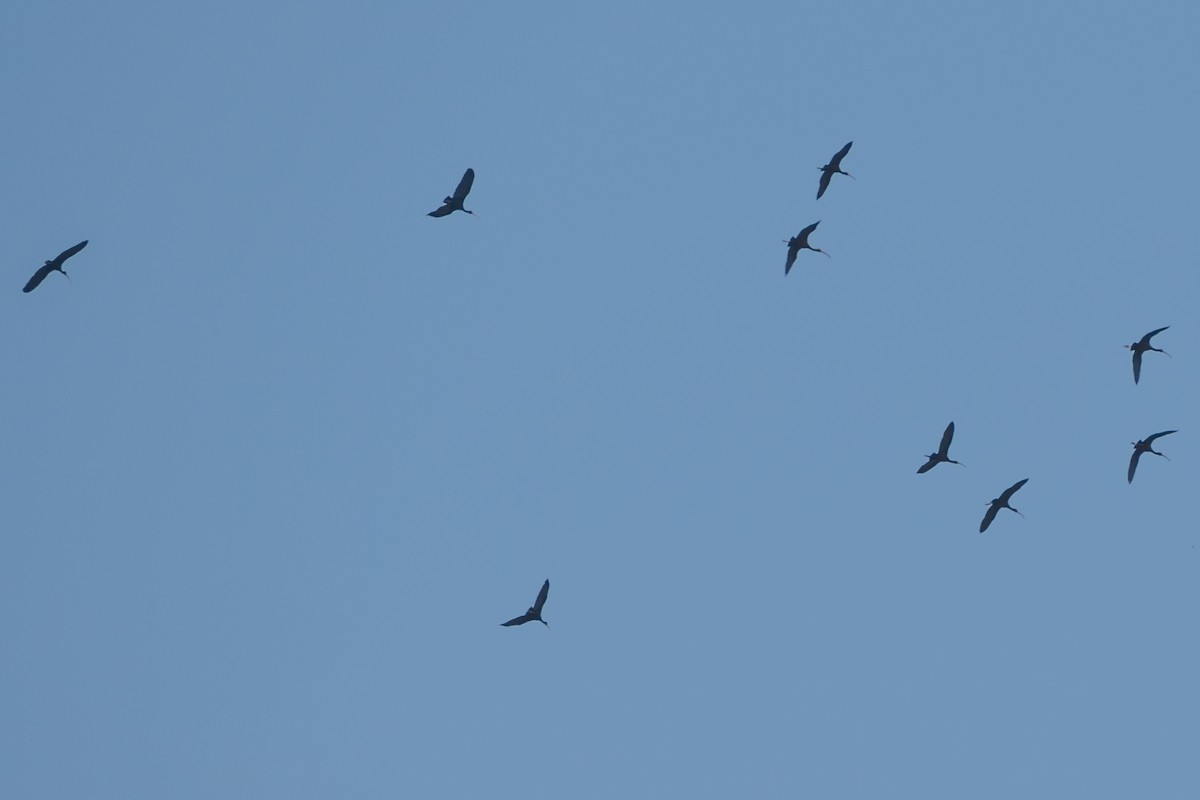 Очковая каравайка - ML646662483