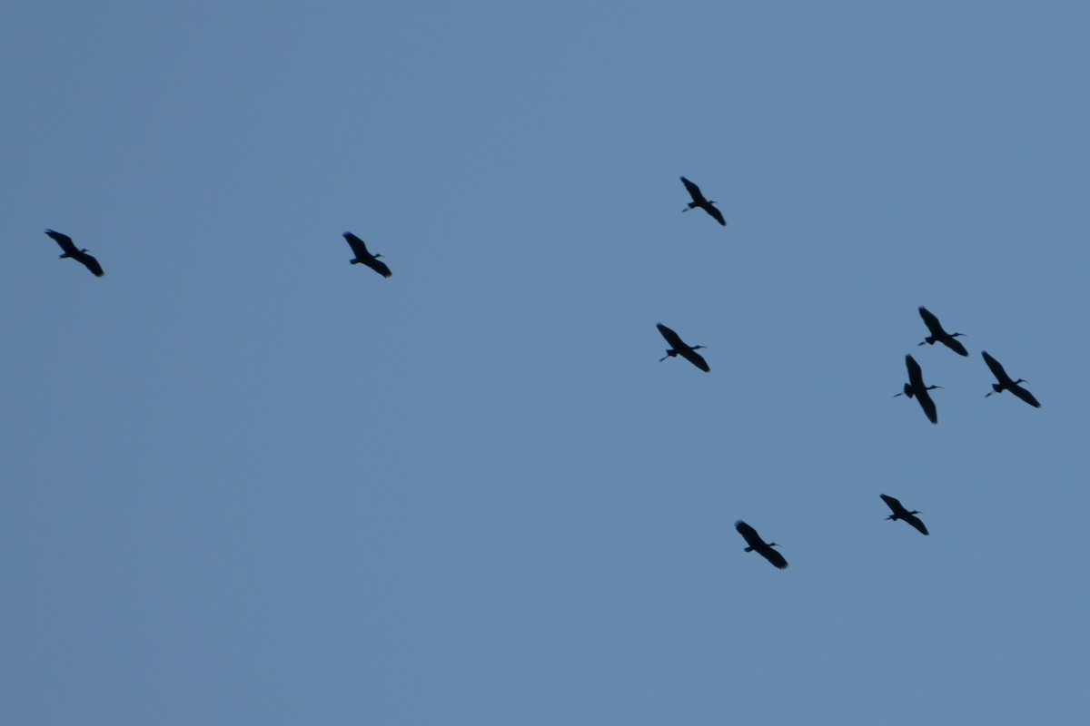 Очковая каравайка - ML646662484