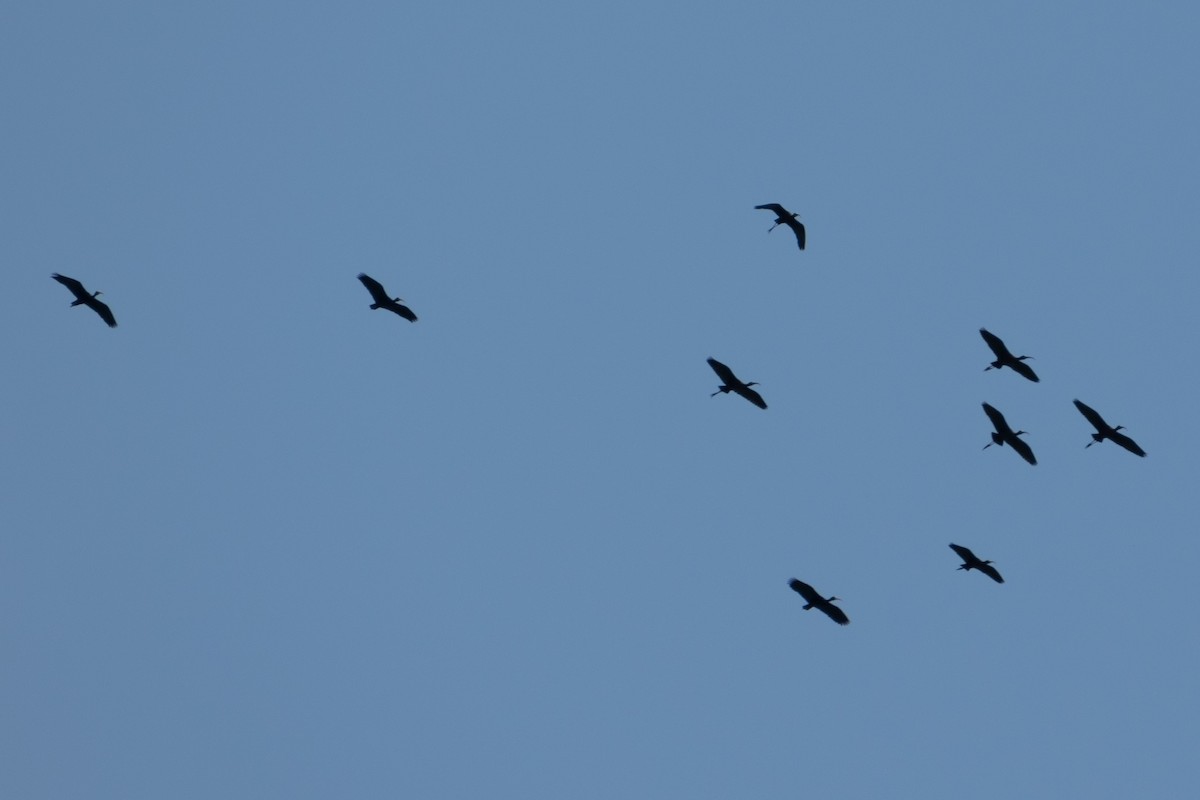 Очковая каравайка - ML646662486