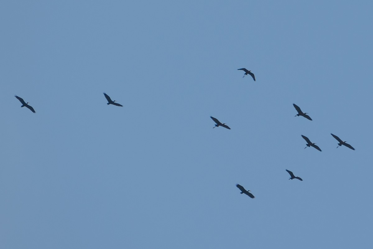 Гололицый ибис - ML646662489