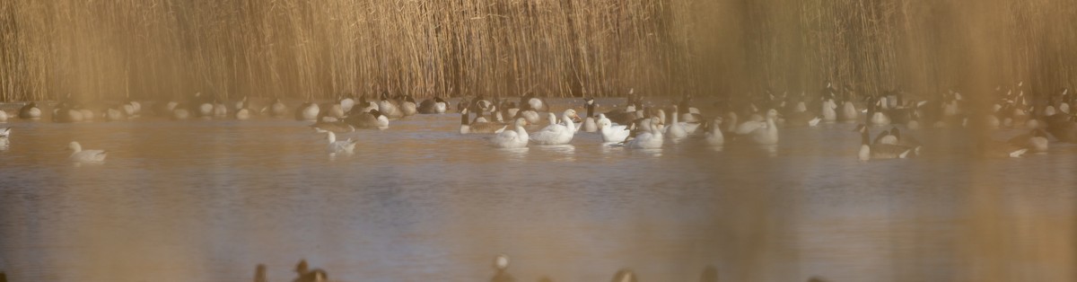 Snow Goose - ML646662491