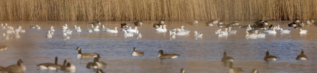 Snow Goose - ML646662492