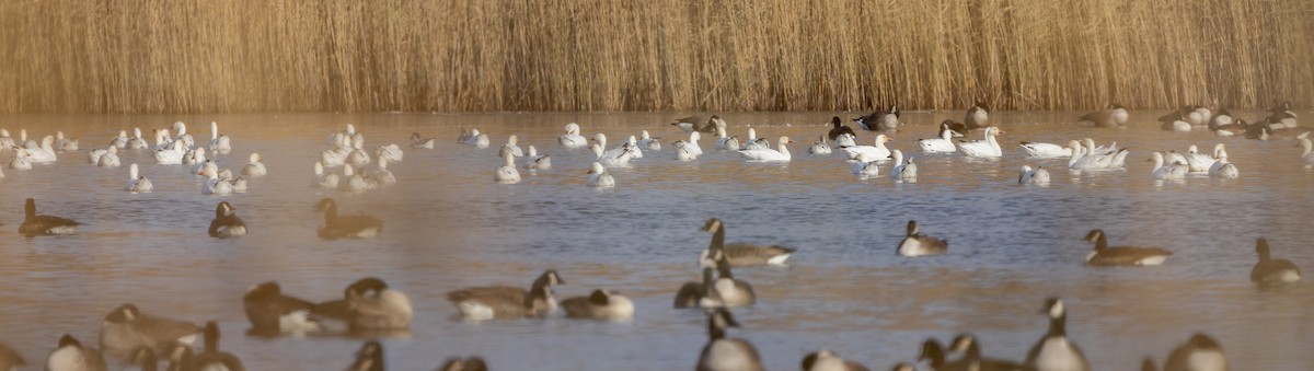 Snow Goose - ML646662493