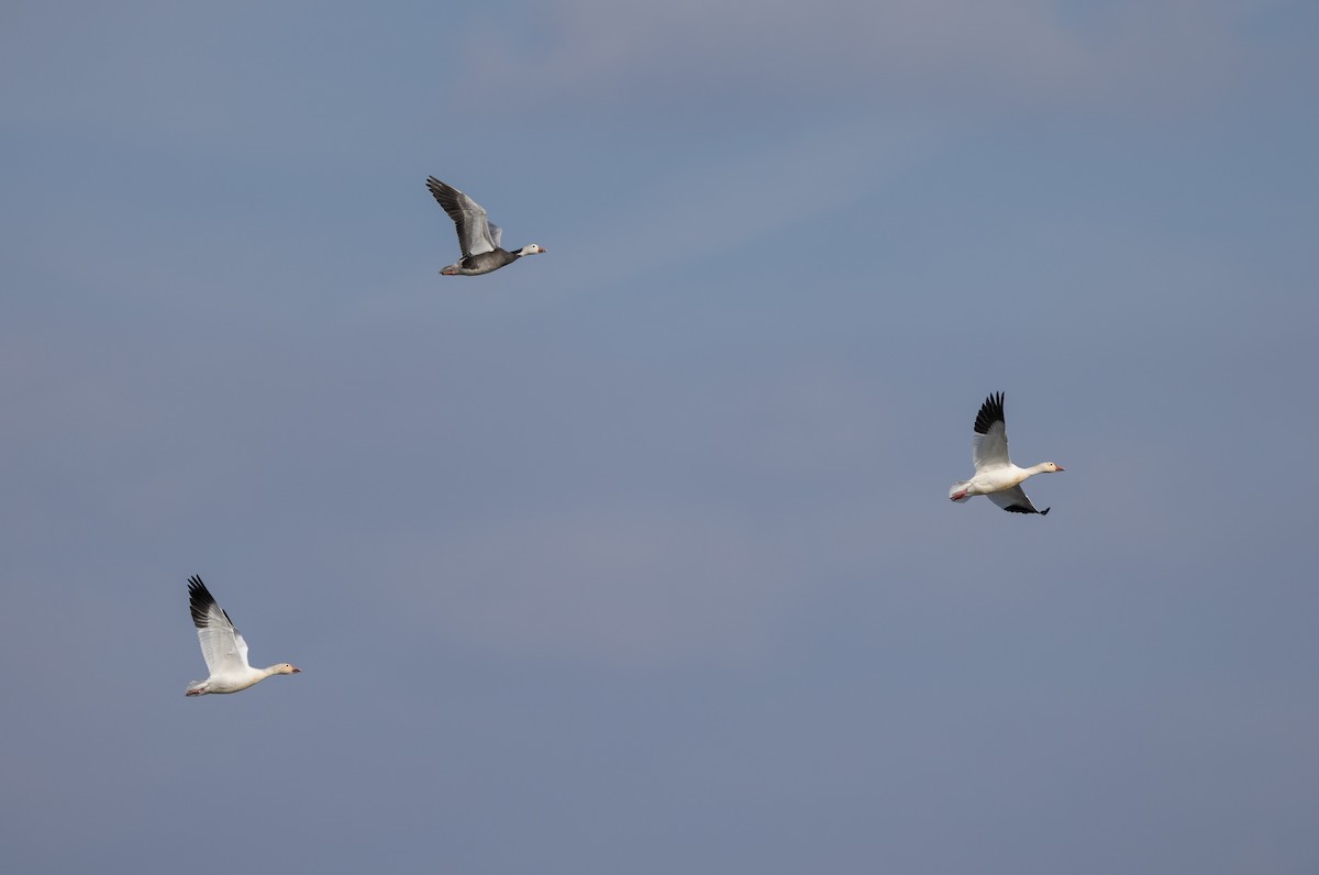 Snow Goose - ML646662494