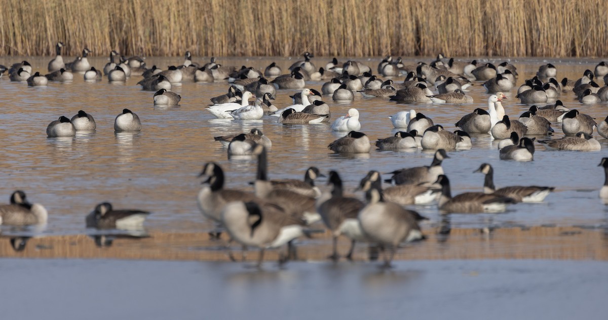Snow Goose - ML646662495