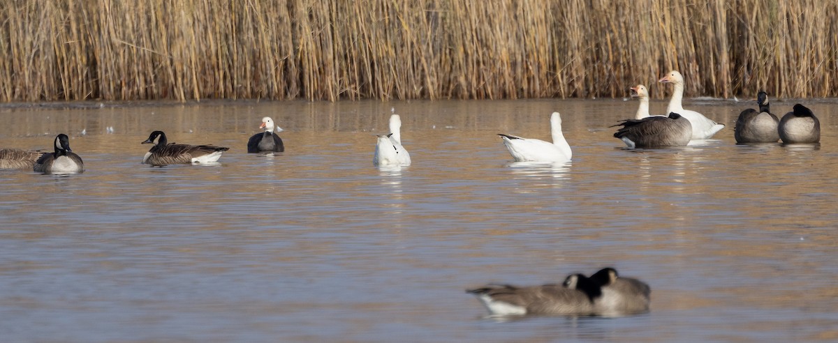 Snow Goose - ML646662496