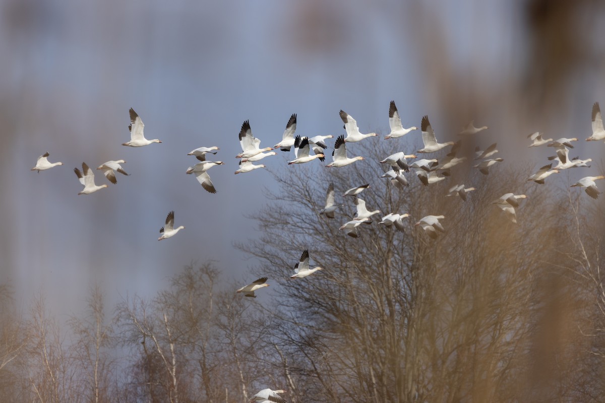 Snow Goose - ML646662497