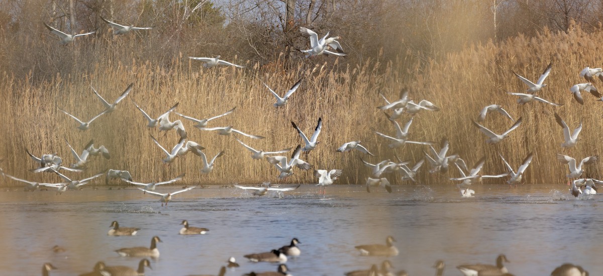 Snow Goose - ML646662498