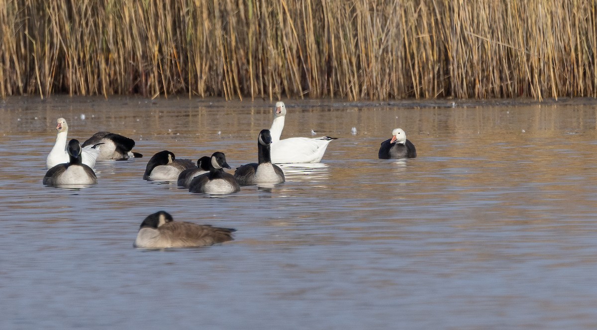 Snow Goose - ML646662499