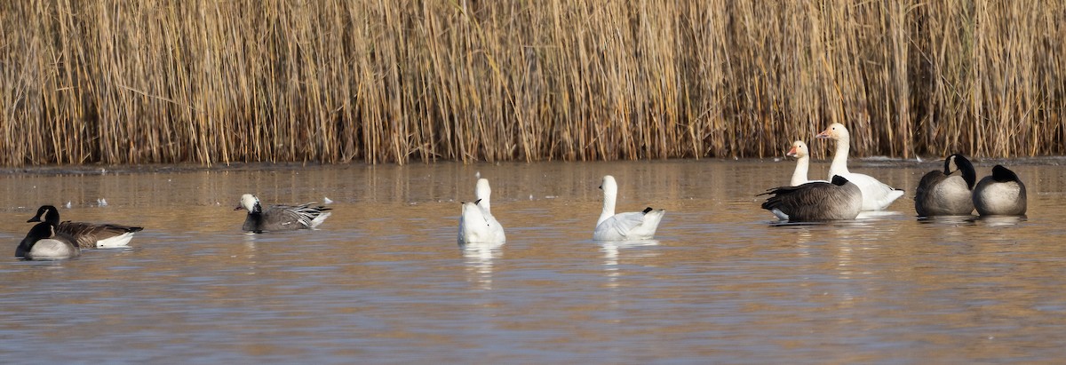 Snow Goose - ML646662500