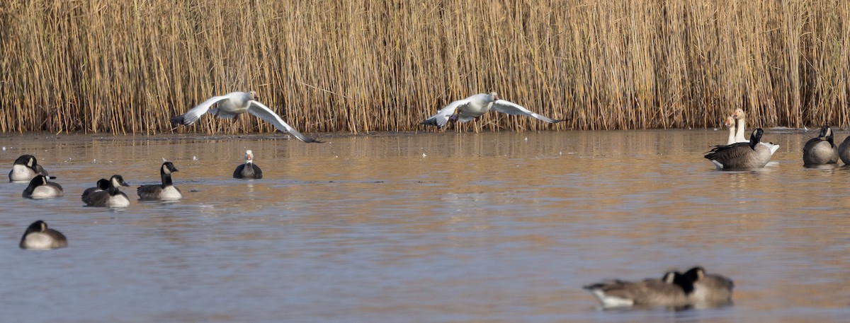 Snow Goose - ML646662501
