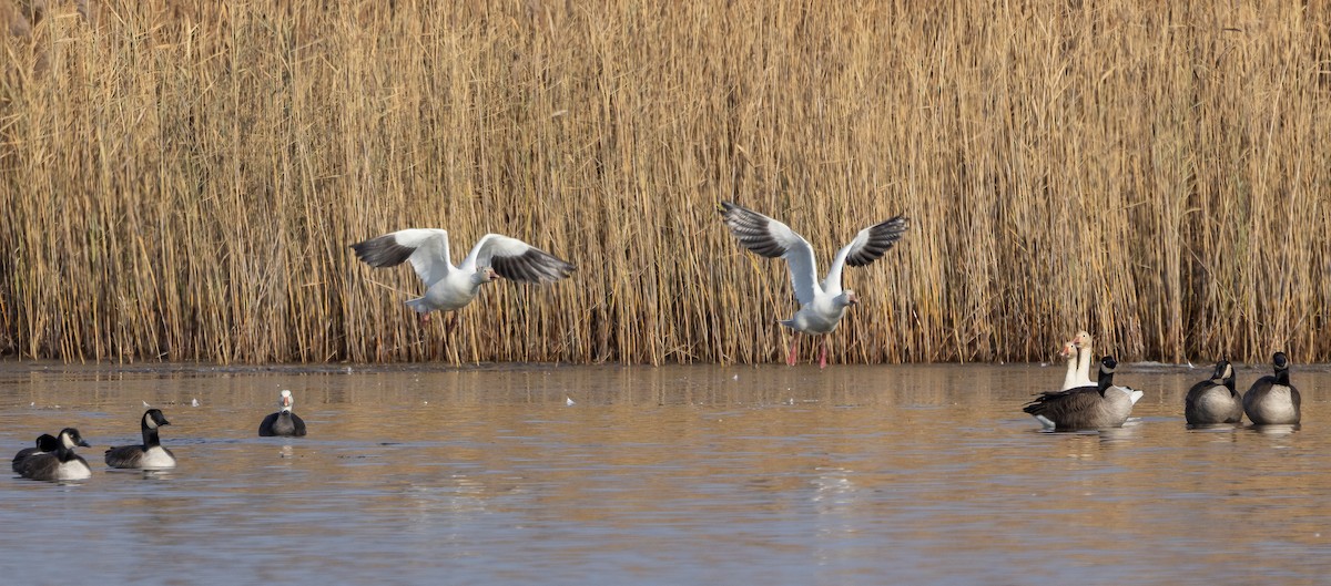 Snow Goose - ML646662502
