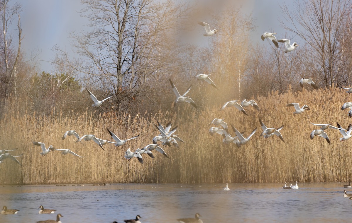 Snow Goose - ML646662503