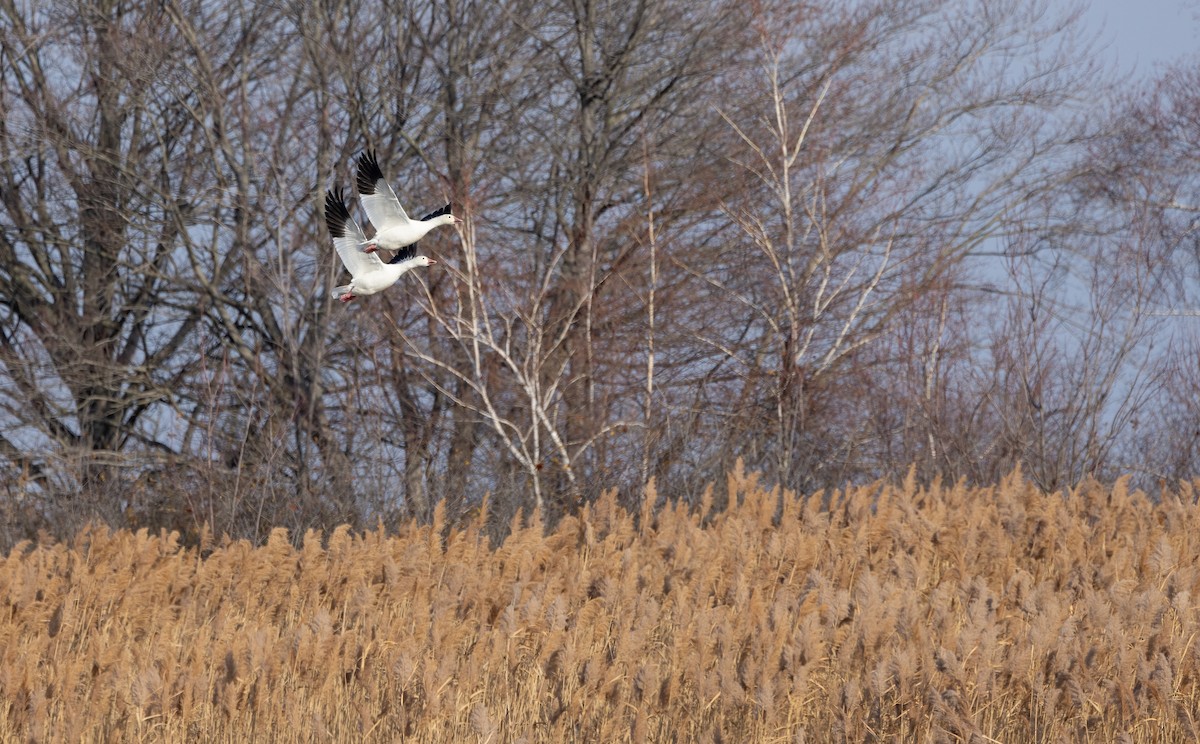 Snow Goose - ML646662504