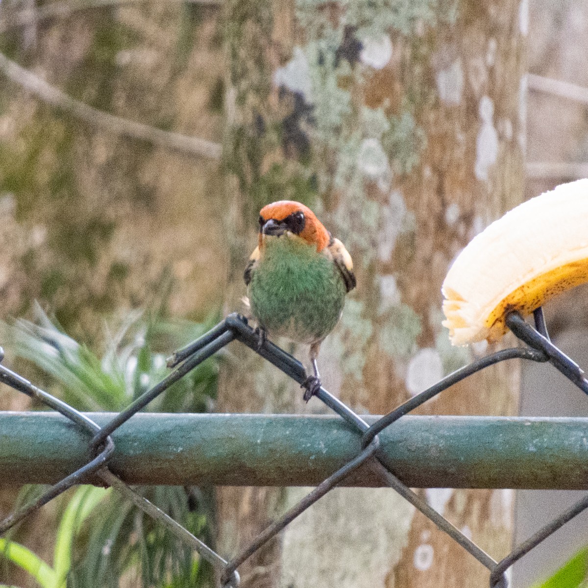 Black-backed Tanager - ML646662506