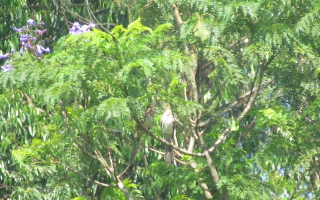 Striped Cuckoo - ML646662507