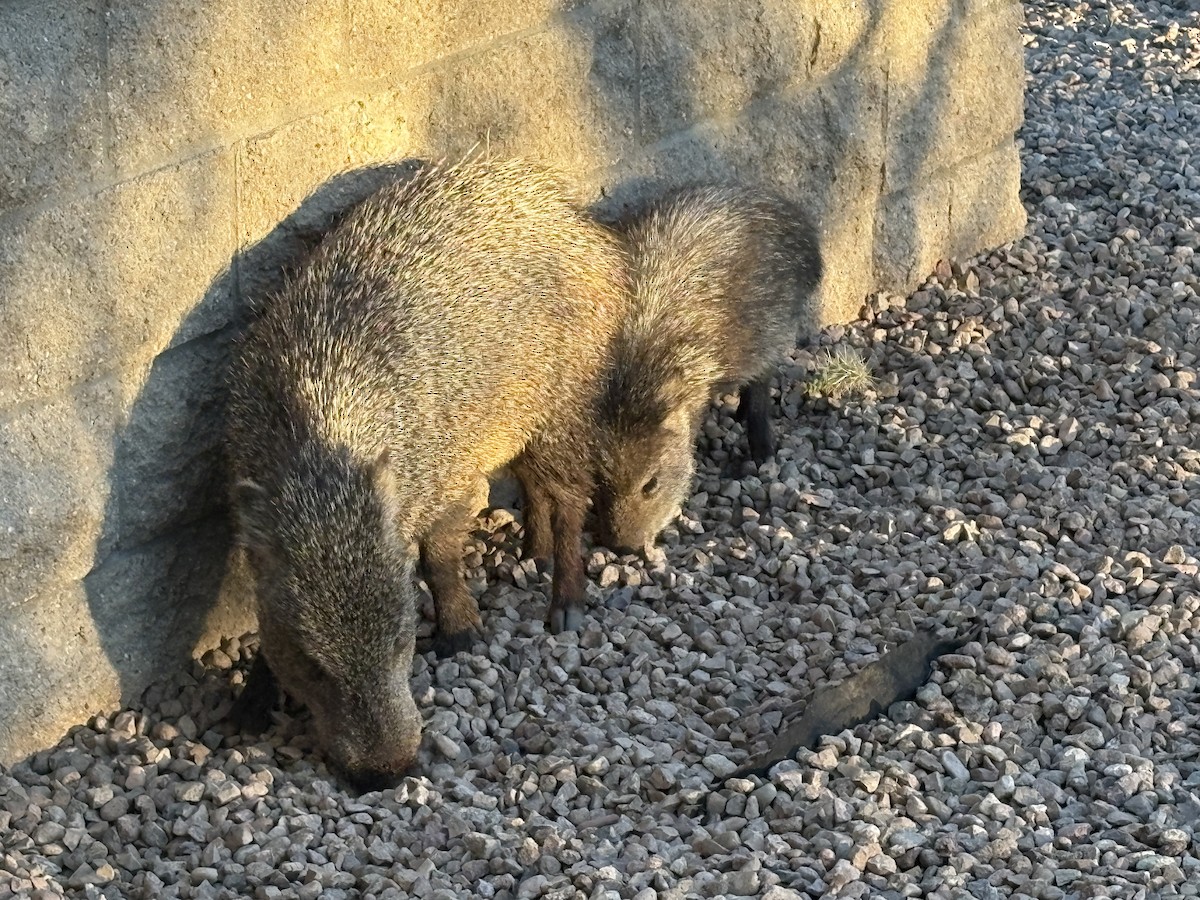 Animals - ML646662508