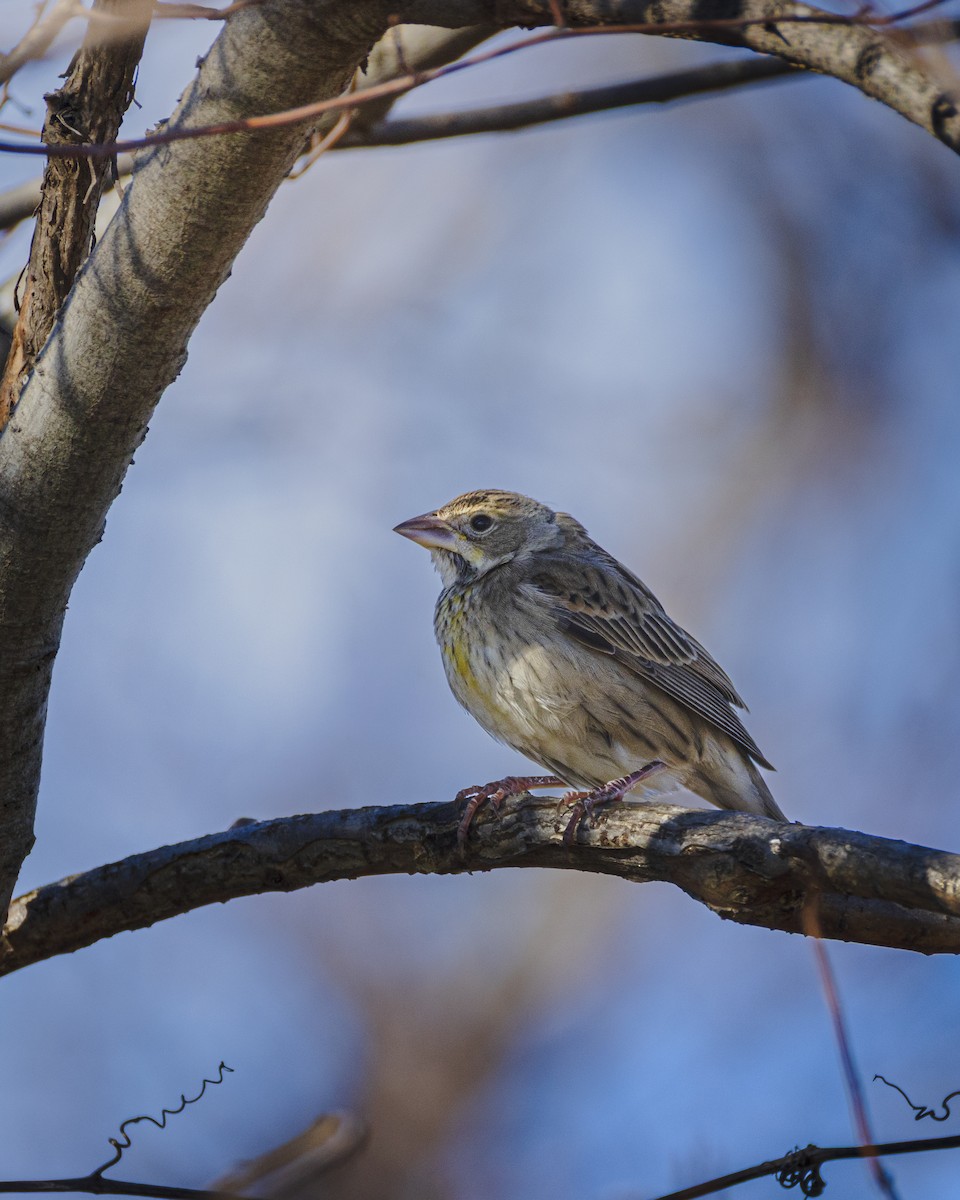 Dickcissel - ML646662511