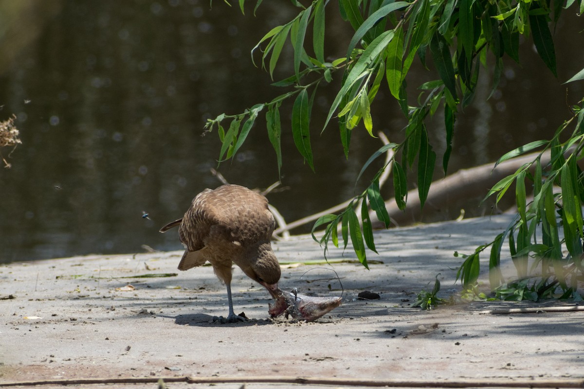 Химанго - ML646662512