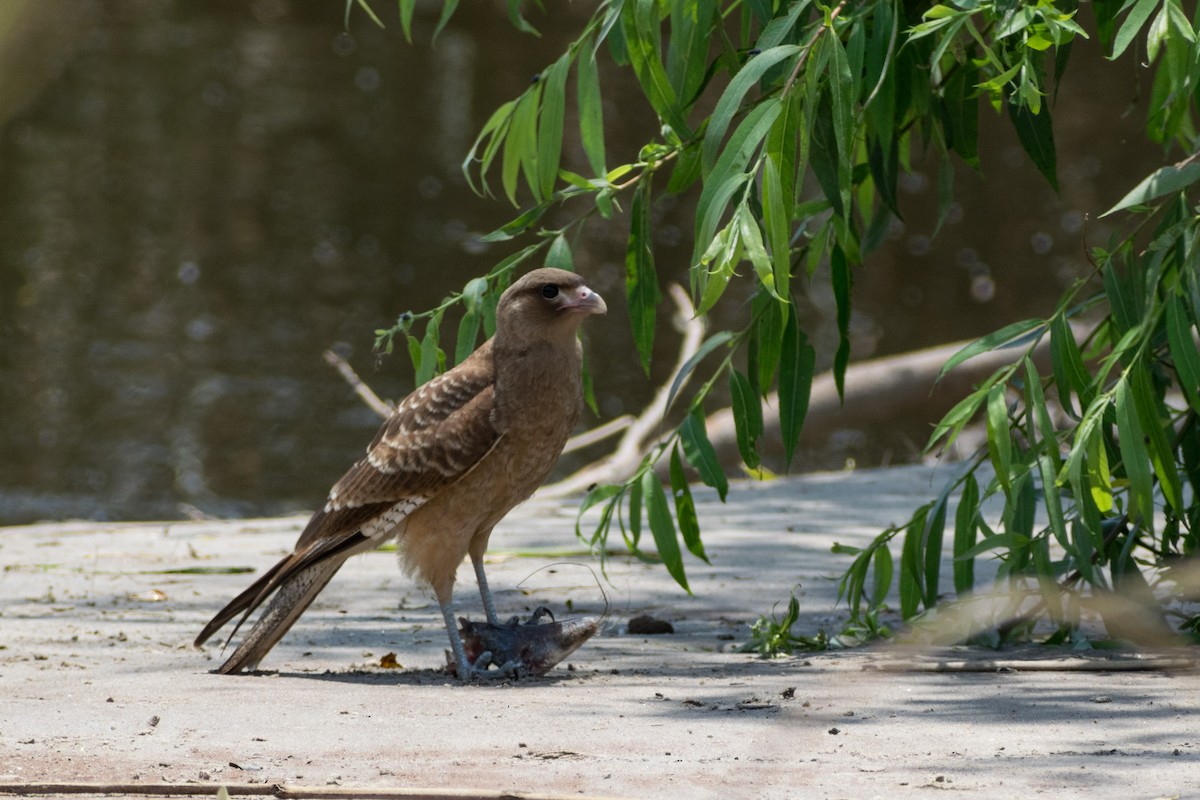 Химанго - ML646662513