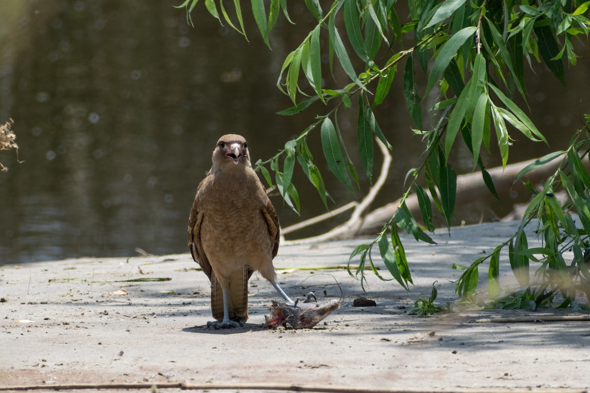 Химанго - ML646662514