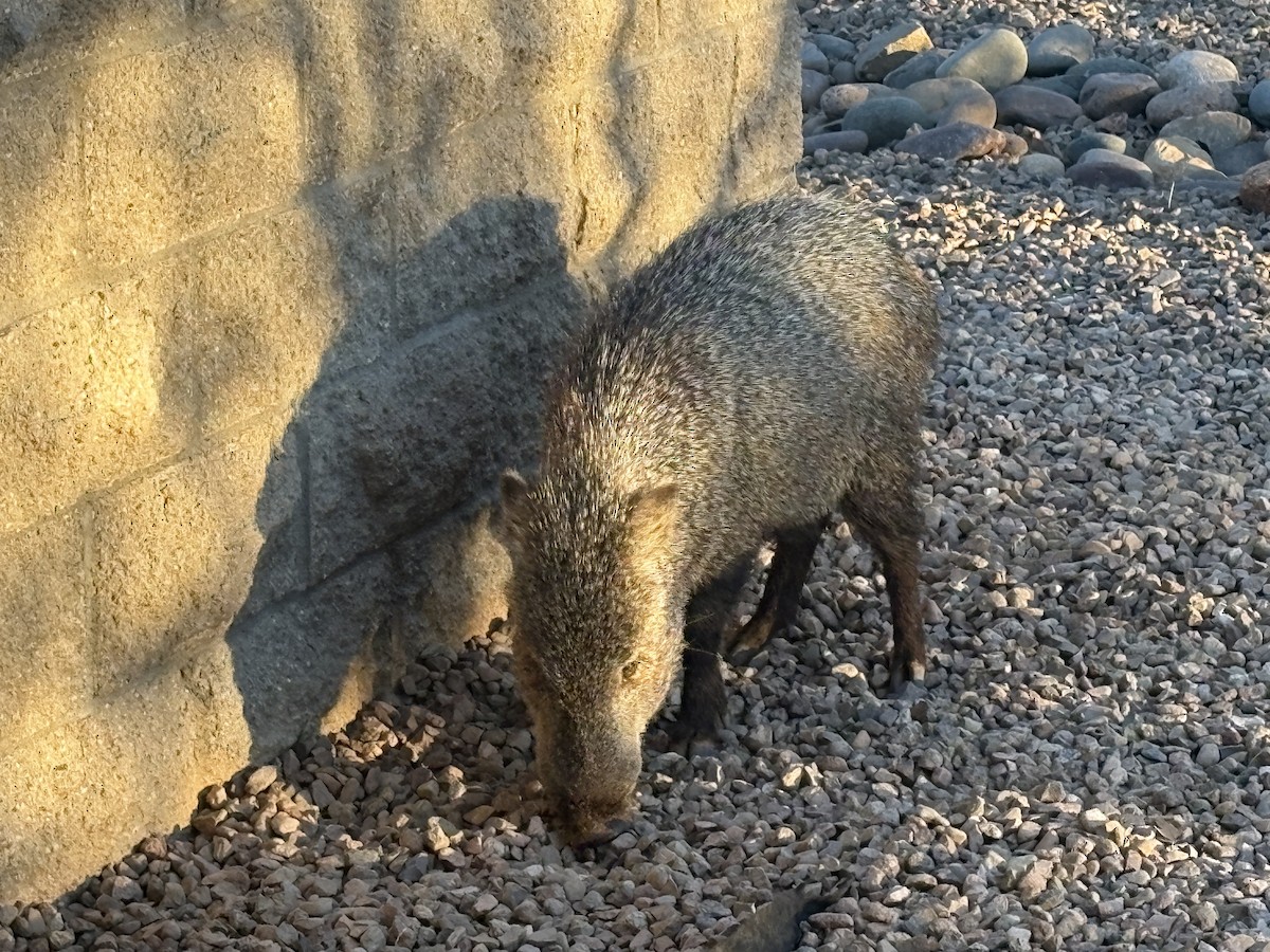 Animals - ML646662515