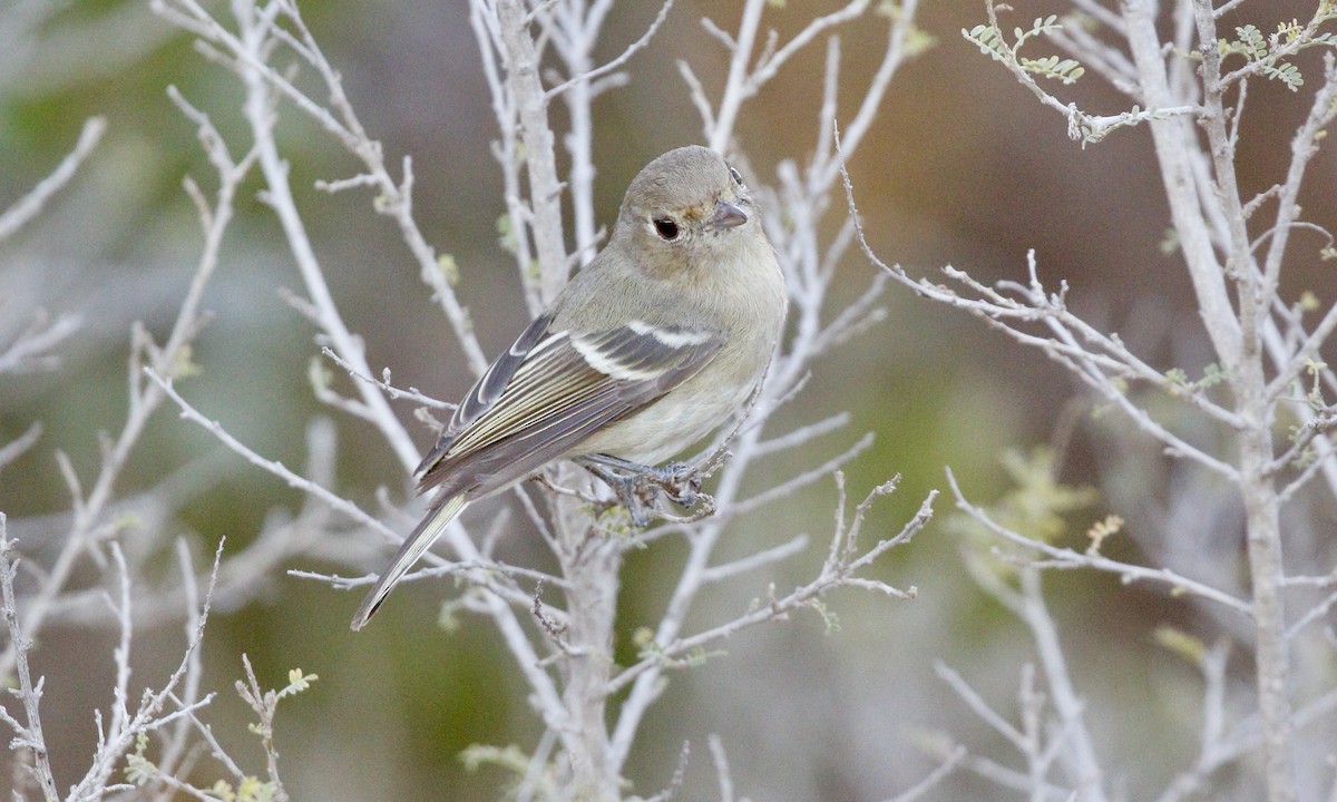 Hutton's Vireo - ML646662517