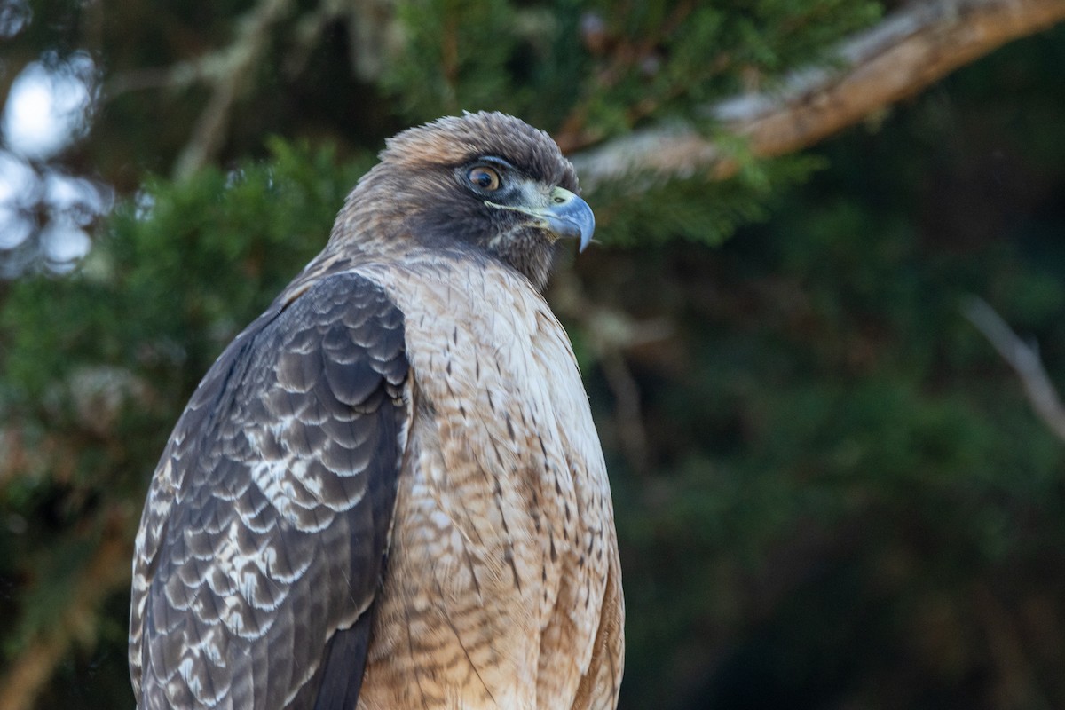 Red-tailed Hawk (calurus/alascensis) - ML646662518