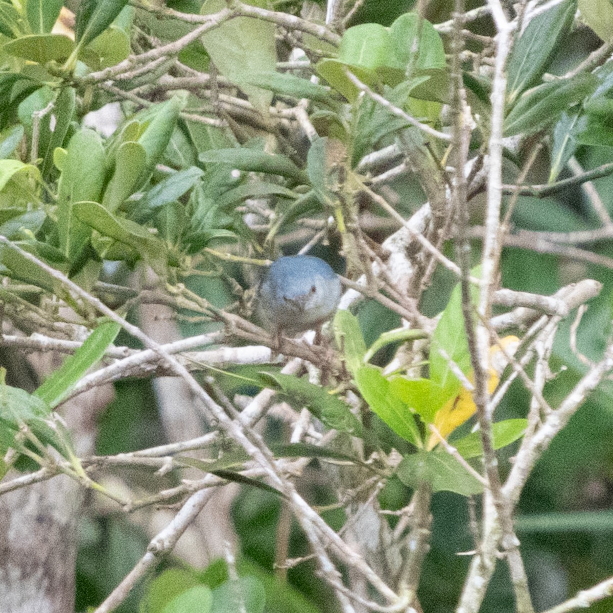 Bicolored Conebill - ML646662519