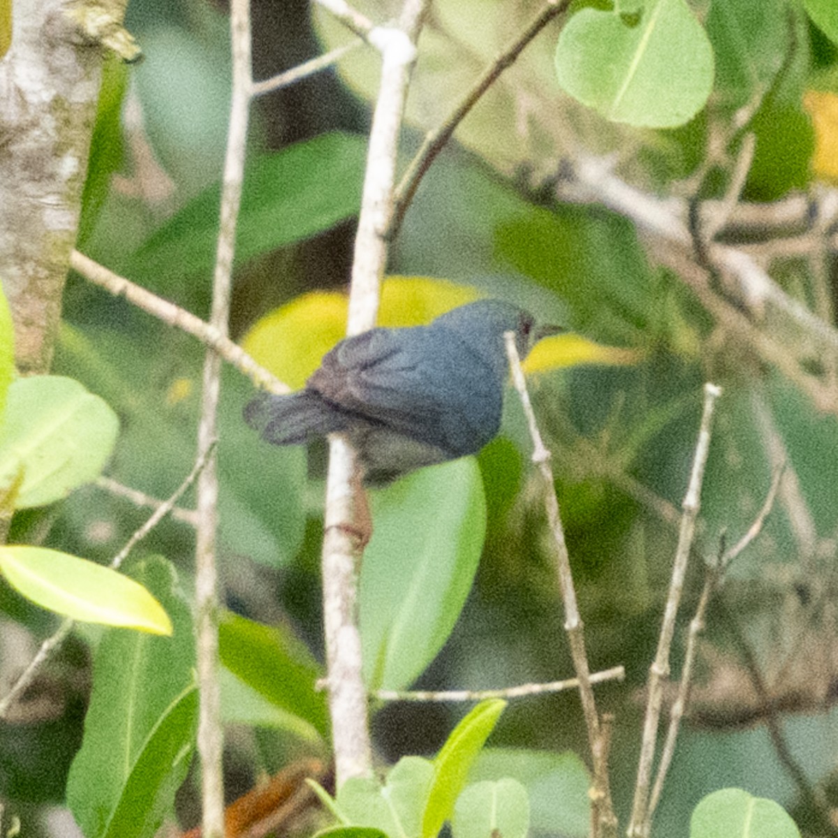 Bicolored Conebill - ML646662520