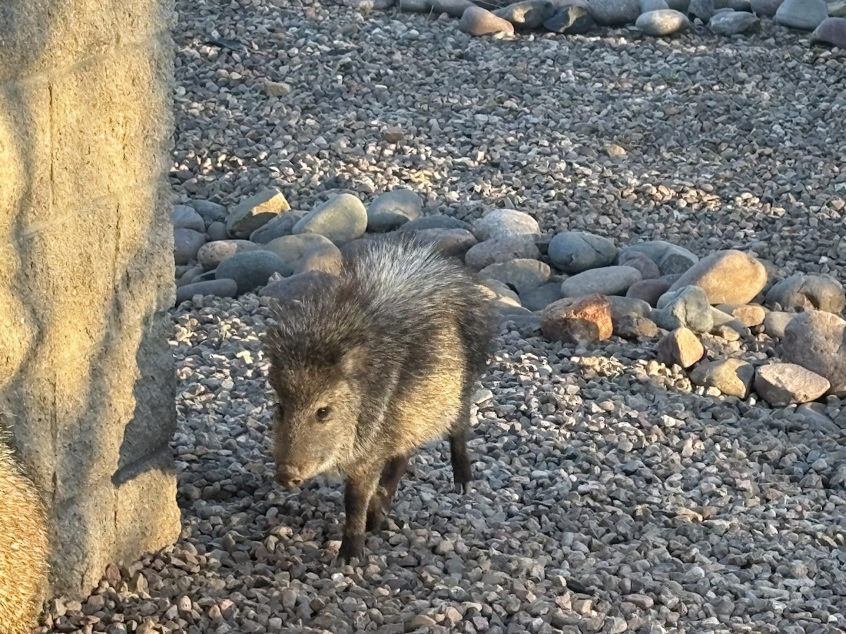 Animals - ML646662521