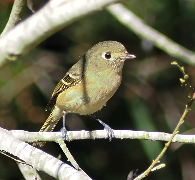 Hutton's Vireo - ML646662524
