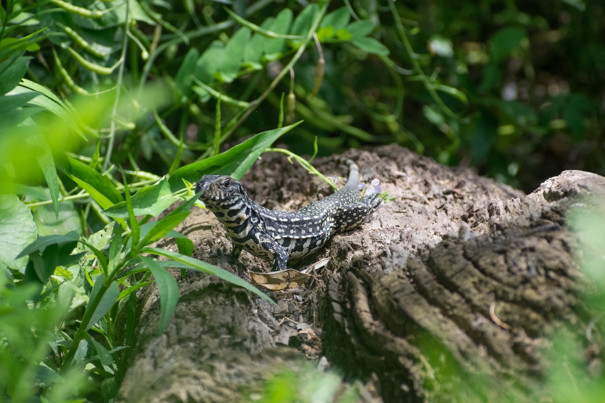Аргентинский черно-белый тегу - ML646662543