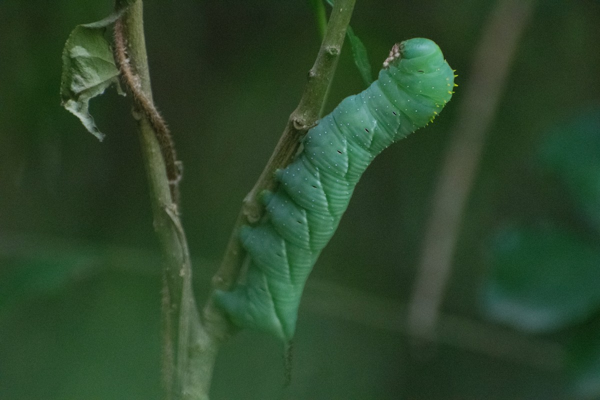 Чешуекрылые - ML646662545