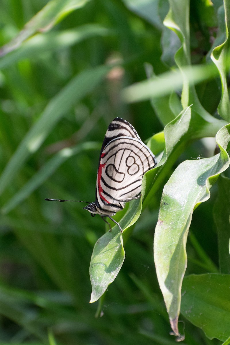 Number Eighty - ML646662552