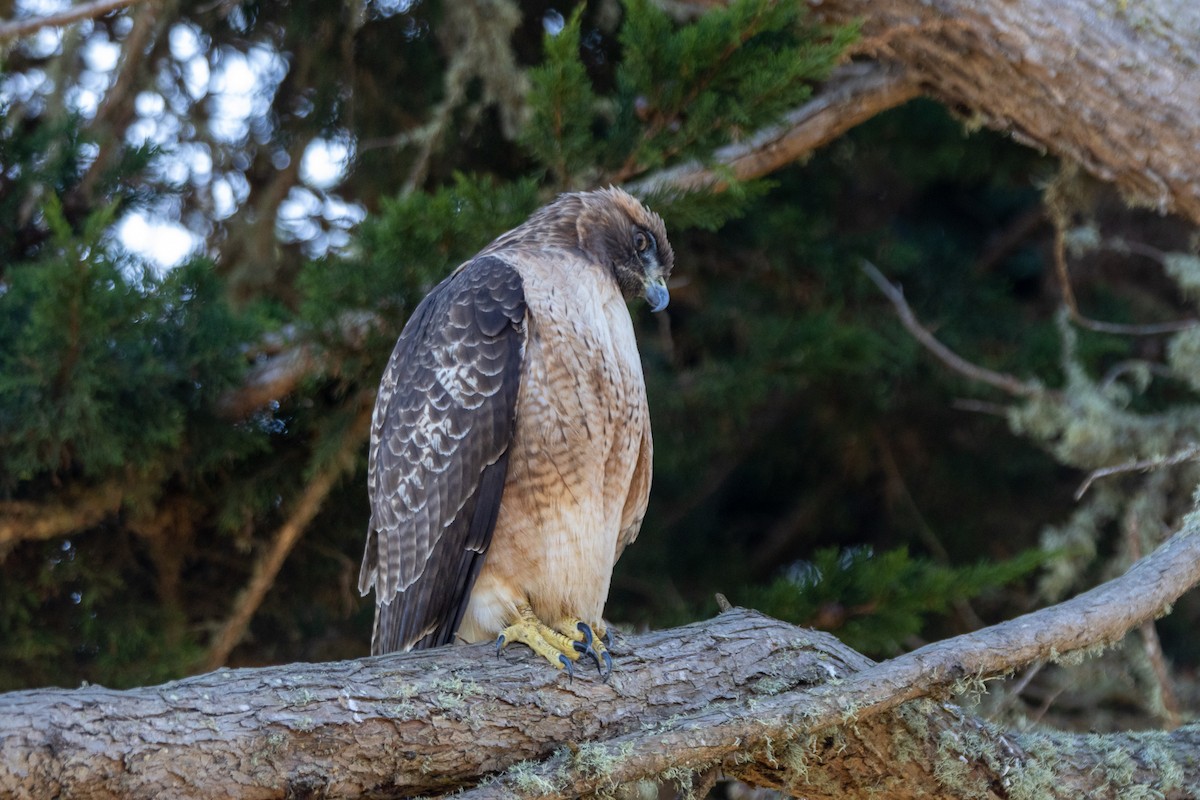 Red-tailed Hawk (calurus/alascensis) - ML646662553