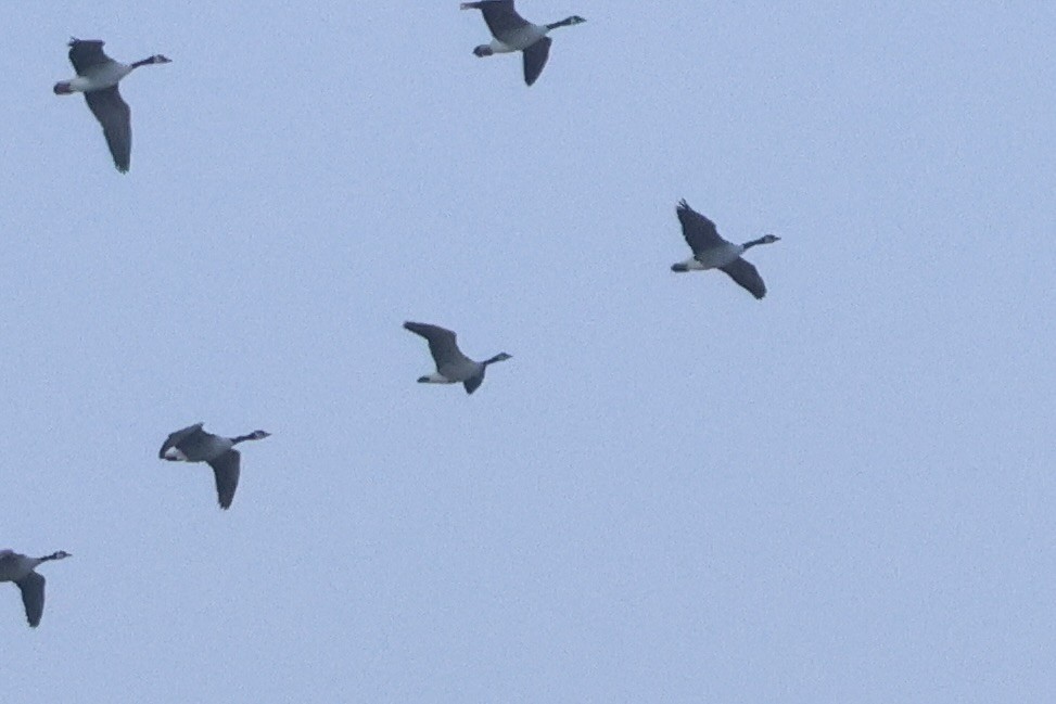 Kanadagans - ML646662554