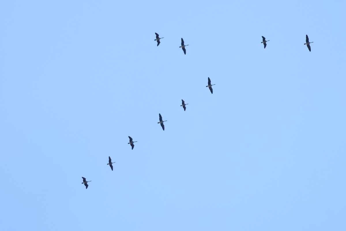 Kanadagans - ML646662555