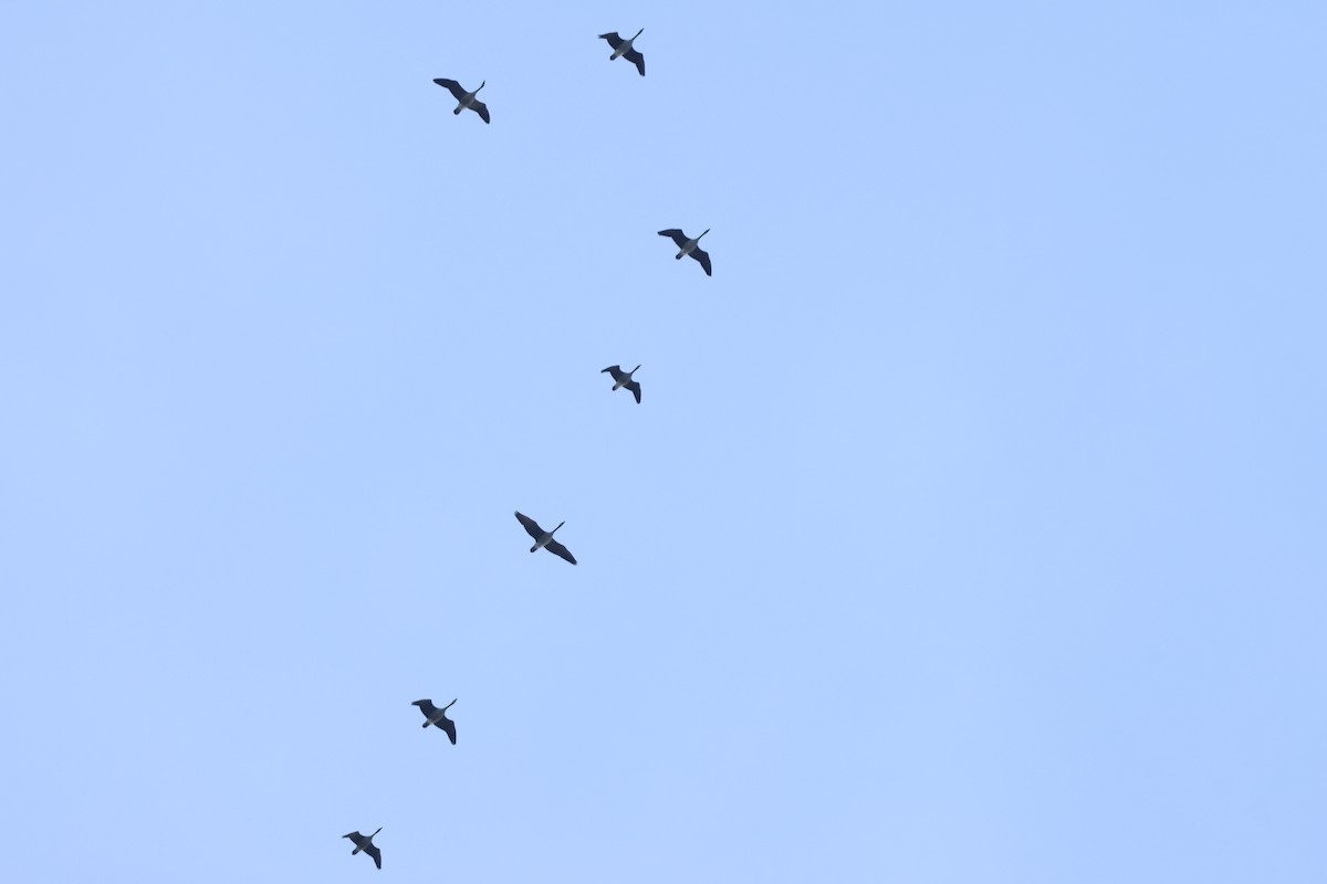 Kanadagans - ML646662556