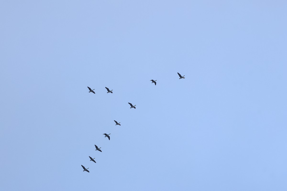 Kanadagans - ML646662557