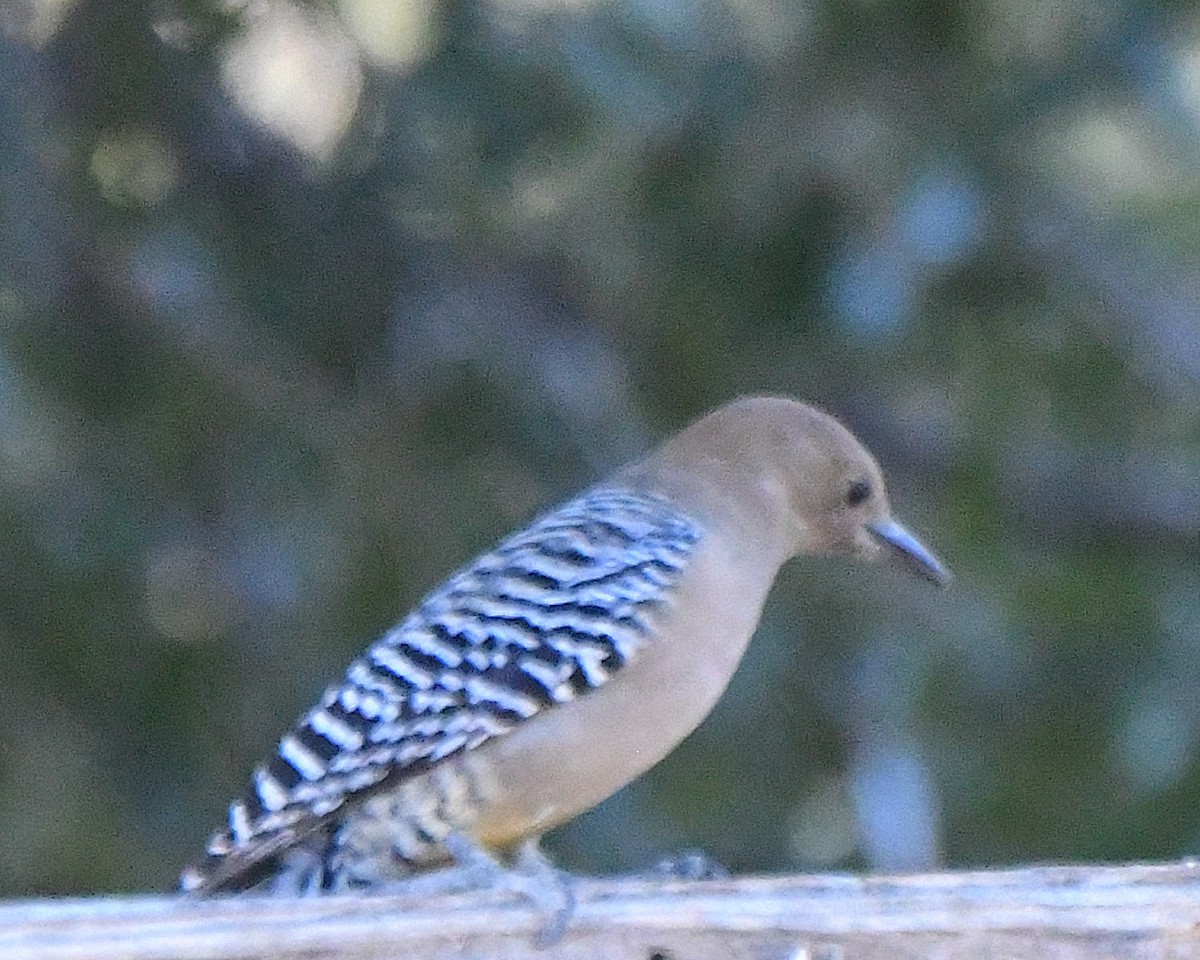 Gila Woodpecker - ML646662560