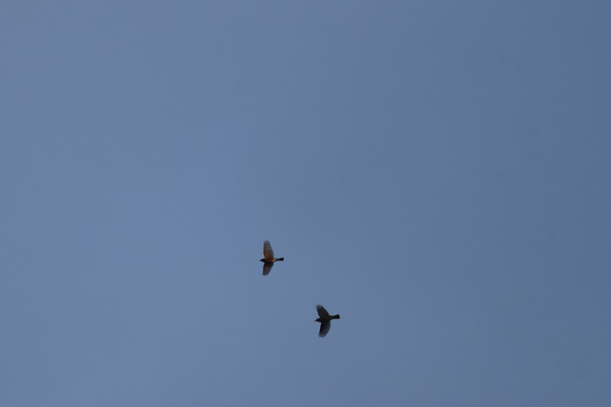 Wanderdrossel - ML646662562