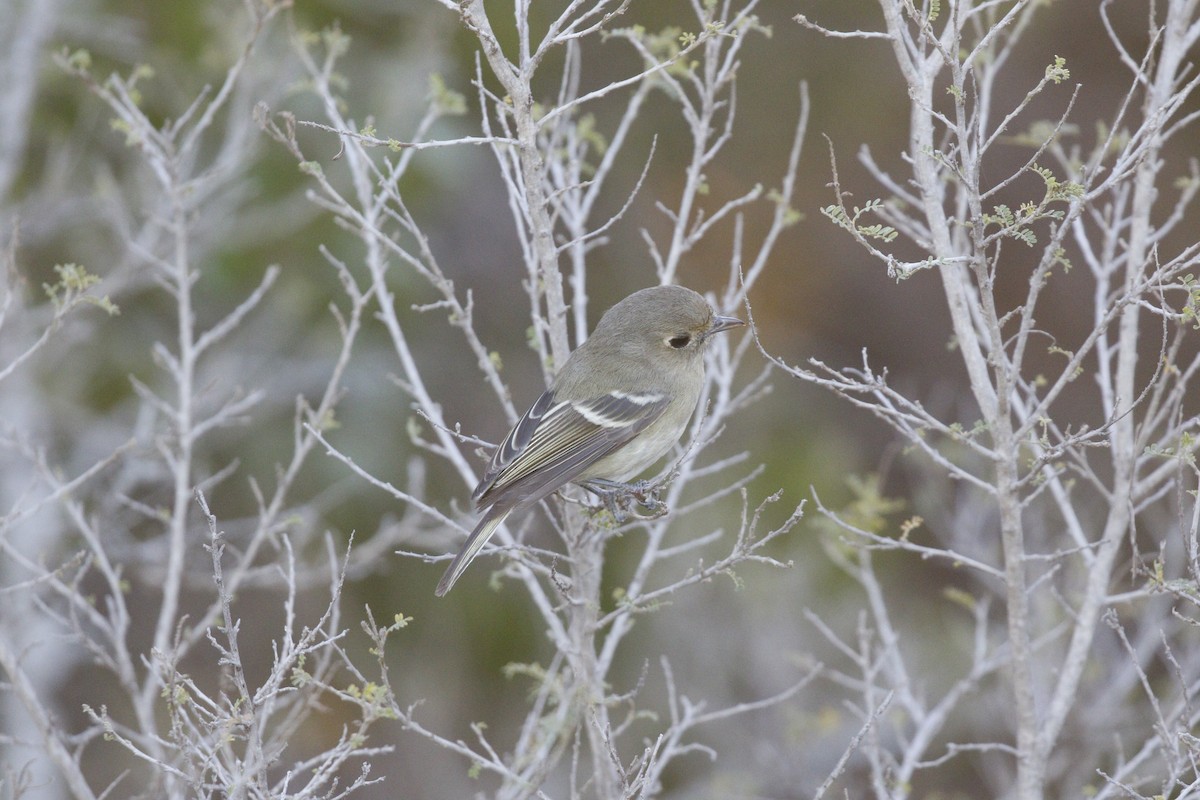 Hutton's Vireo - ML646662569