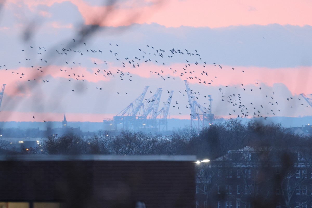 Ringelgans - ML646662570