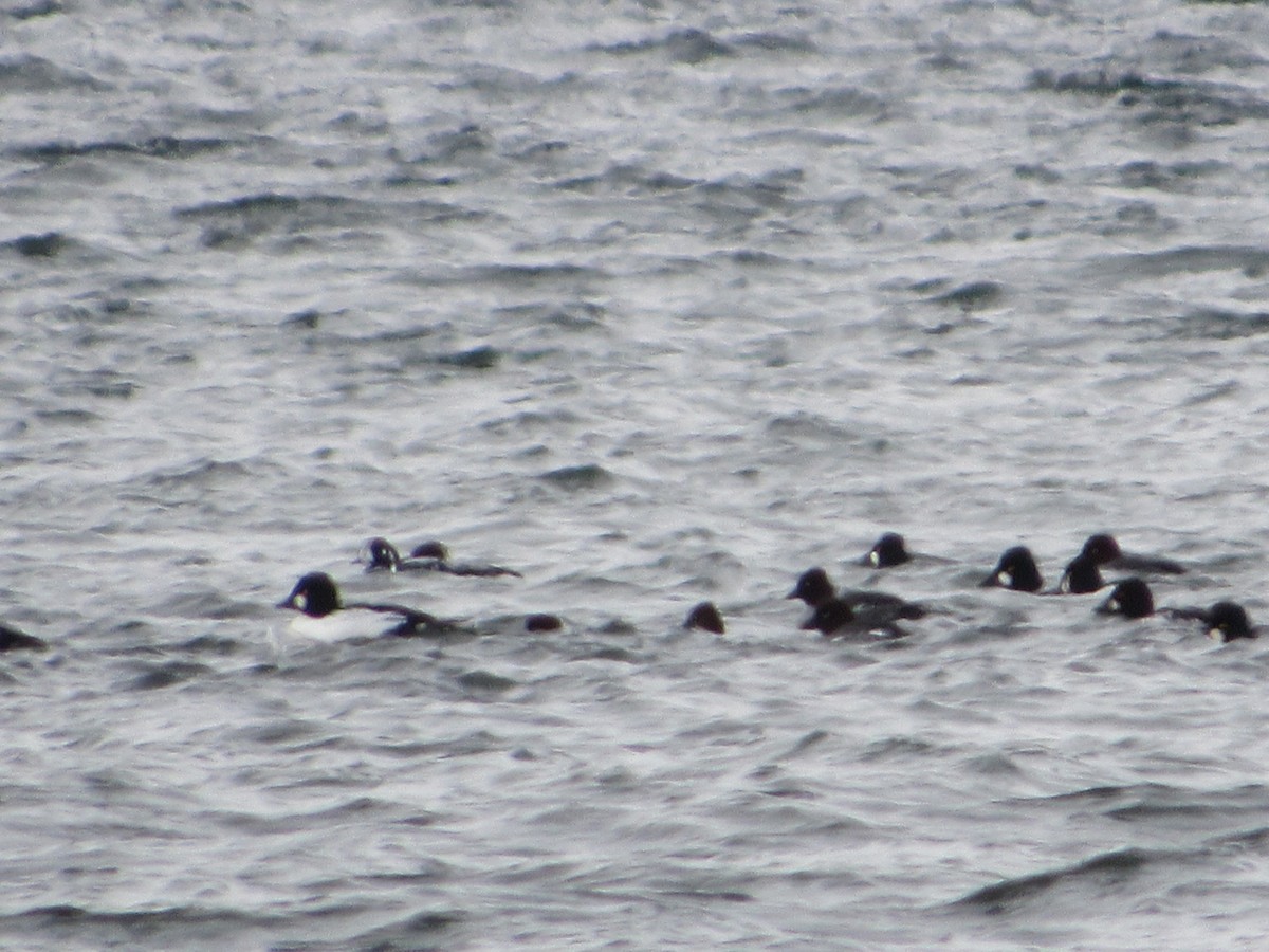 Harlequin Duck - ML646662571