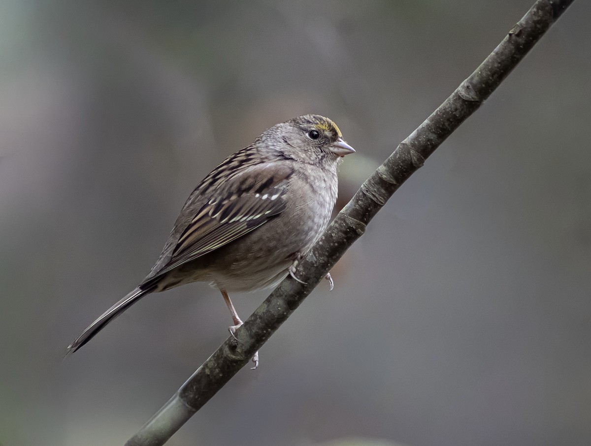 Golden-crowned Sparrow - ML646662572