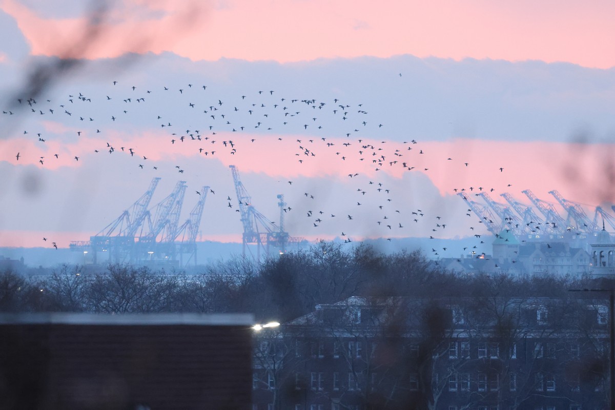 Ringelgans - ML646662573